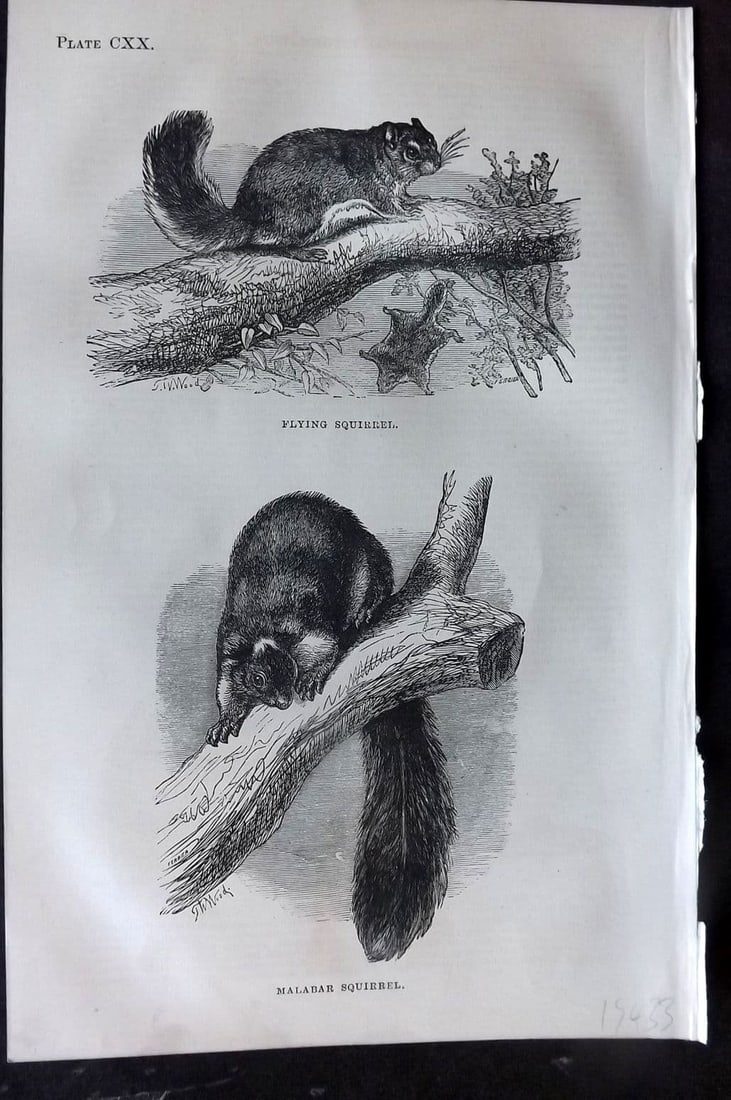 Beeton 1870 Antique Print. Flying & Malabar Squirrel 120 (1 of 1)