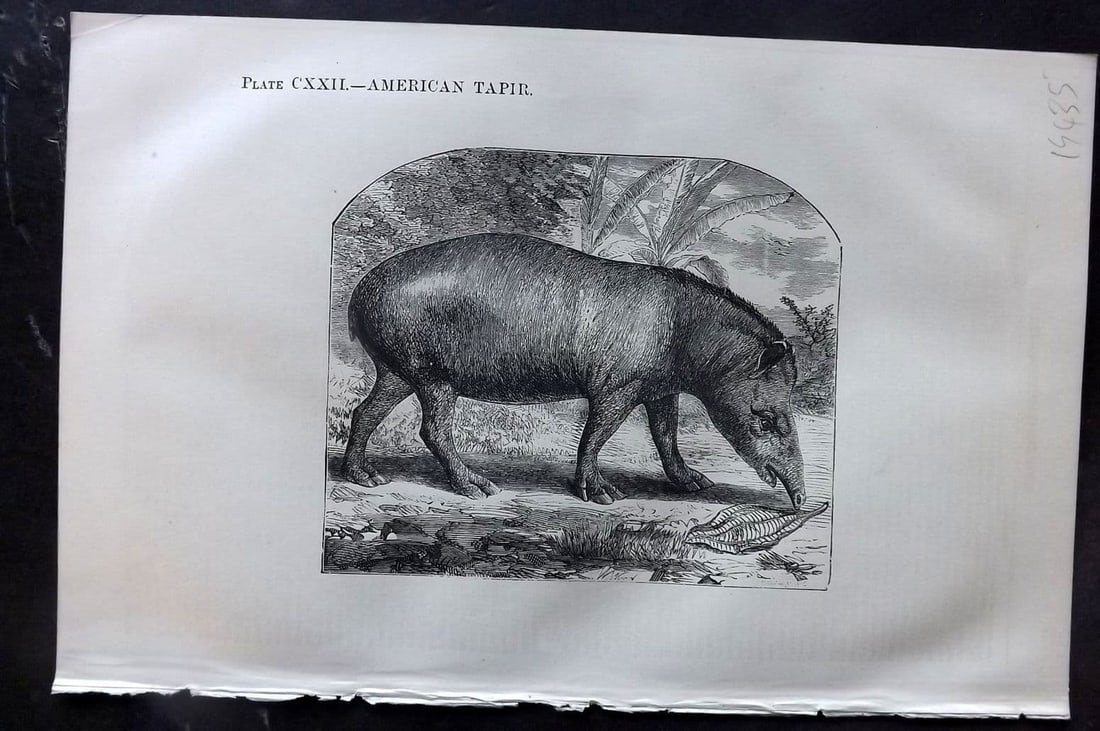 Beeton 1870 Antique Print. American Tapir 122: Antique Wood Engraving (Reverse side blank) Published 1870, London for "Beeton's Science, Art, and Literature. " by Samuel Orchart Beeton. Paper Size: 8 x 5.5 inch (21 x 14cm). Good Condition.