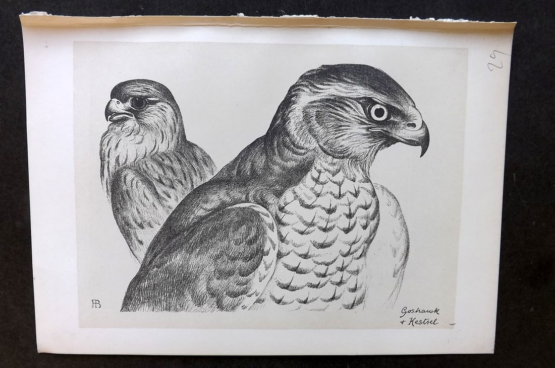 Blackburn, Jemima 1895 Antique Bird Print. Goshawk & Kestrel: Lithographs Published 1895, Edinburgh for "Birds From Moidart and Elsewhere" Illustrated by Mrs Jemima Blackburn. Paper Size: 8.5 x 6 inch (22 x 16cm) Good Condition