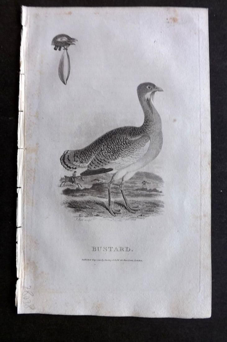 Daniel, William 1801 Antique Bird Print. Pheasants (1 of 1)
