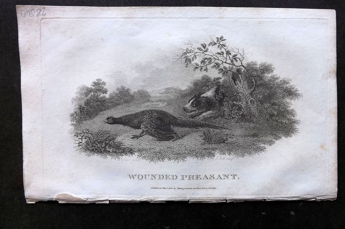 Daniel, William 1801 Antique Bird Print. Wounded Pheasants (1 of 1)