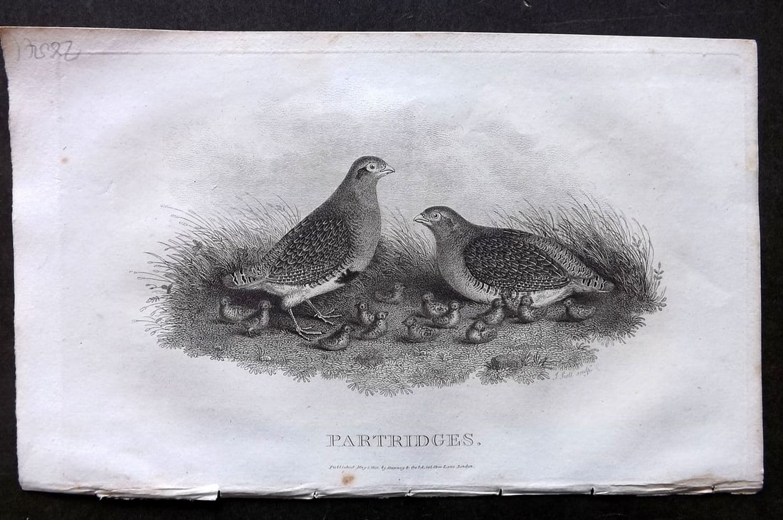 Daniel, William 1801 Antique Bird Print. Partridges (1 of 1)