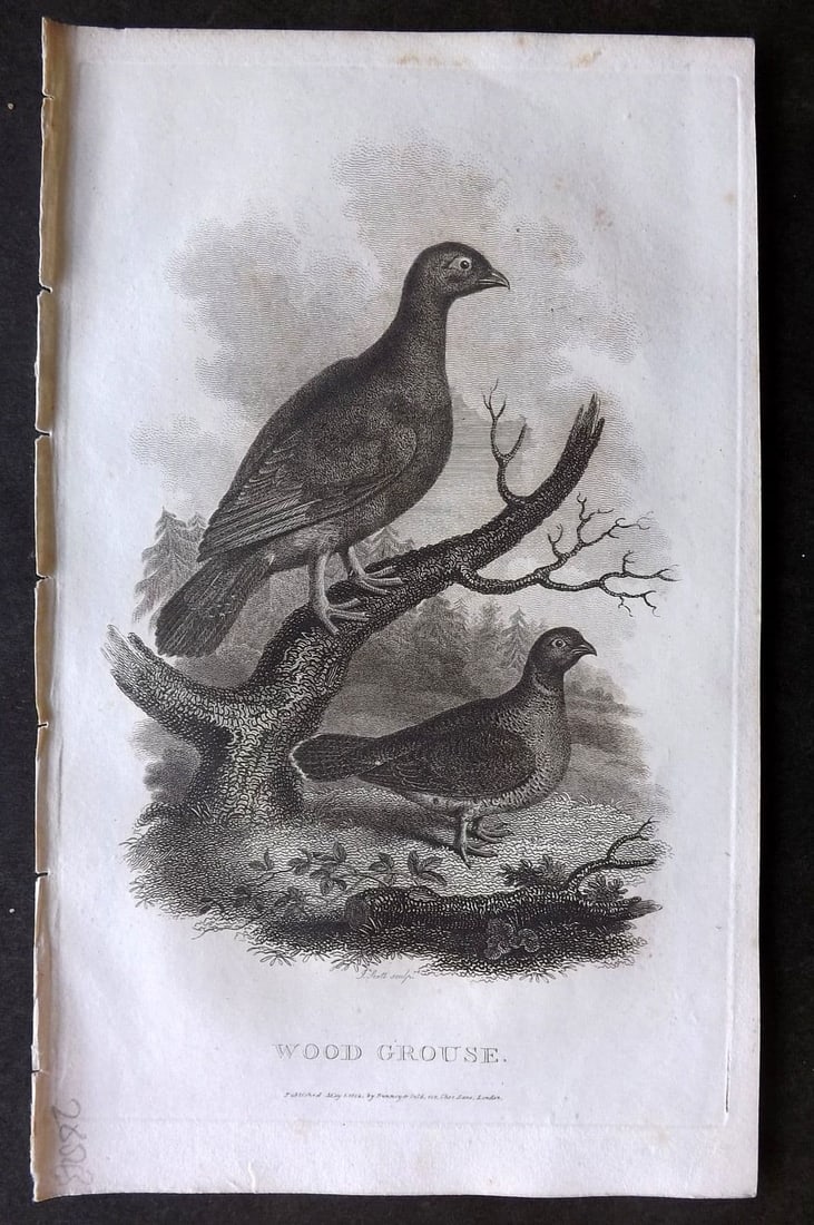 Daniel, William 1801 Antique Bird Print. Wood Grouse (1 of 1)