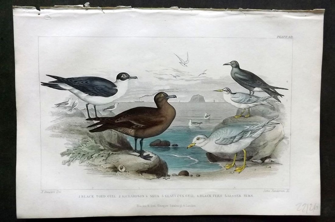 Goldsmith, Oliver 1866 Bird Print. Black Toed Gull, Richardson's Skua, Glaucous Gull 63: Antique Steel Engraving Published 1864 by Blackie & Son, London for "A History of the Earth and Animated Nature" by Oliver Goldsmith. Fine hand colour as issued. Paper Size: 9.5 x 6 inch (24 x 16cm) G