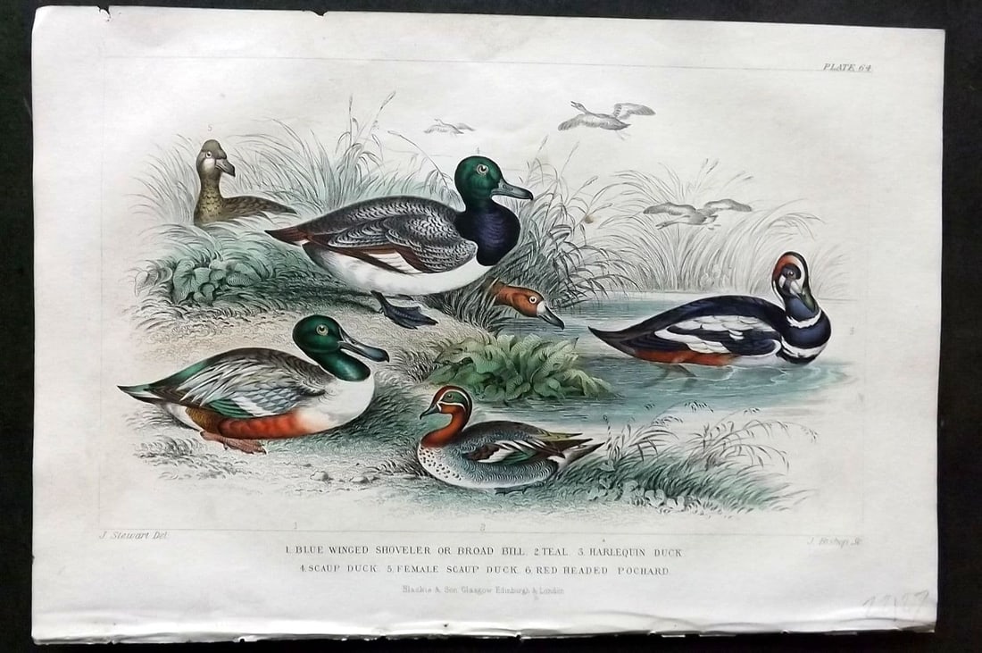Goldsmith, Oliver 1866 HCol Bird Print. Blue Winged Shoveler, Teal, Harlequin Duck 64 (1 of 1)