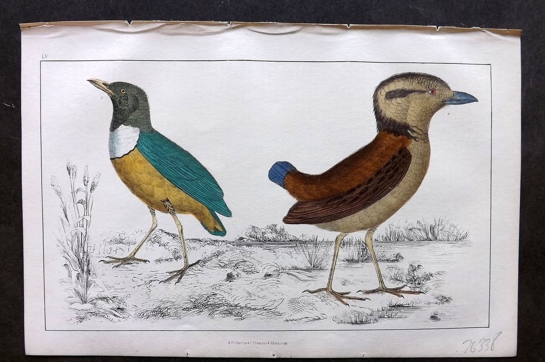 Goldsmith, Oliver 1855 Hand Col Bird Print. Macklot's & Giant Breve 55: Antique Etching/Engraving Published 1855 by A. Fullarton & Co., London for "A History of the Earth and Animated Nature" by Oliver Goldsmith. Fine hand colour as issued. Paper Size: 10 x 6 inch (25 x 1