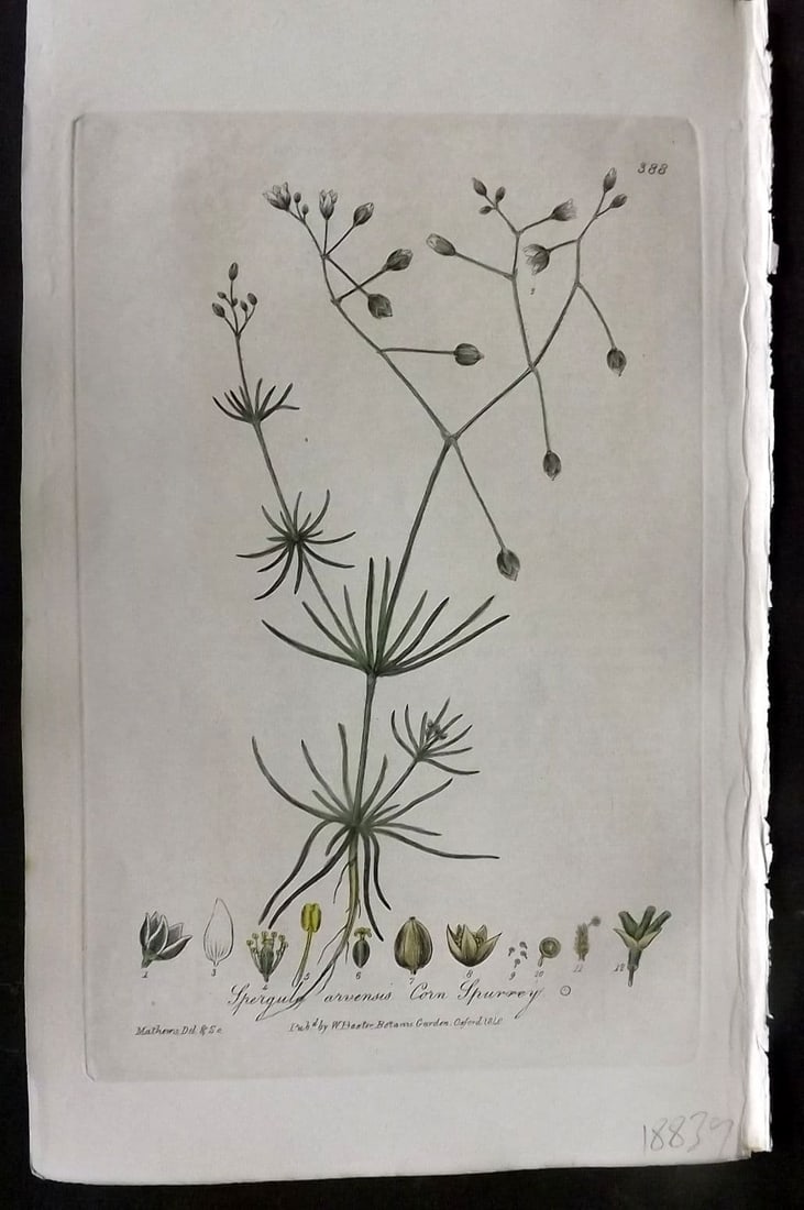 Baxter, William 1840 Hand Col Botanical Print. Corn Spurrey 388: Antique Etching Published 1834-43, Oxford for "British Phaenogamous Botany; or, Figures and Descriptions of British Flowering Plants" by William Baxter. Fine hand colour as issued. Paper Size: 9 x 5.5