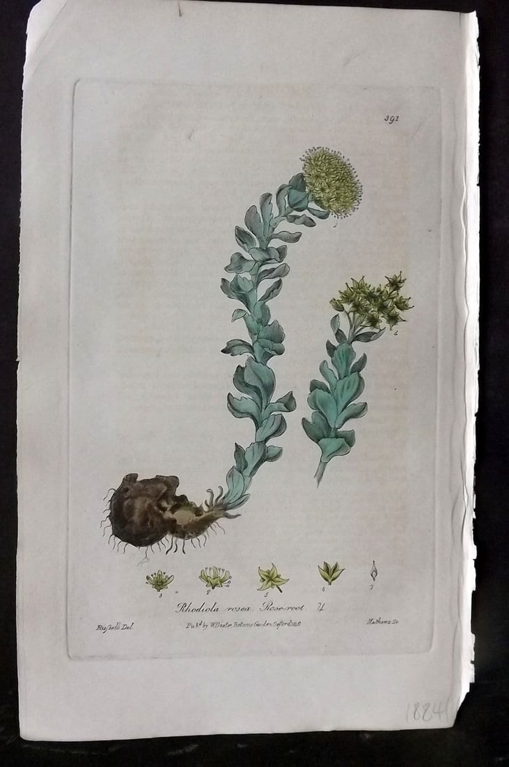 Baxter, William 1840 Hand Col Botanical Print. Rose Root 391: Antique Etching Published 1834-43, Oxford for "British Phaenogamous Botany; or, Figures and Descriptions of British Flowering Plants" by William Baxter. Fine hand colour as issued. Paper Size: 9 x 5.5