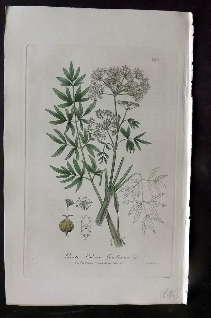 Baxter, William 1840 Hand Col Botanical Print. Cowbane 395 (1 of 1)