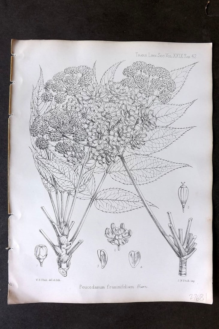 Fitch, Walter 1870's Antique Botanical Print. Peucedanum Fraxinifolium 29-42: Antique Lithograph Published 1791-1955, London for "The Transactions of The Linnean Society of London" by Various Contributors. Illustrated by Walter Hood Fitch. Paper Size: 12 x 9 inch (30 x 23cm) Go