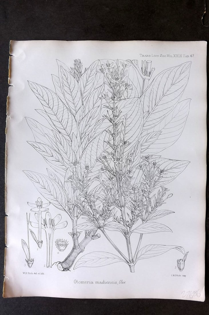 Fitch, Walter 1870's Antique Botanical Print. Otomeria Madiensis 29-47: Antique Lithograph Published 1791-1955, London for "The Transactions of The Linnean Society of London" by Various Contributors. Illustrated by Walter Hood Fitch. Paper Size: 12 x 9 inch (30 x 23cm) Go