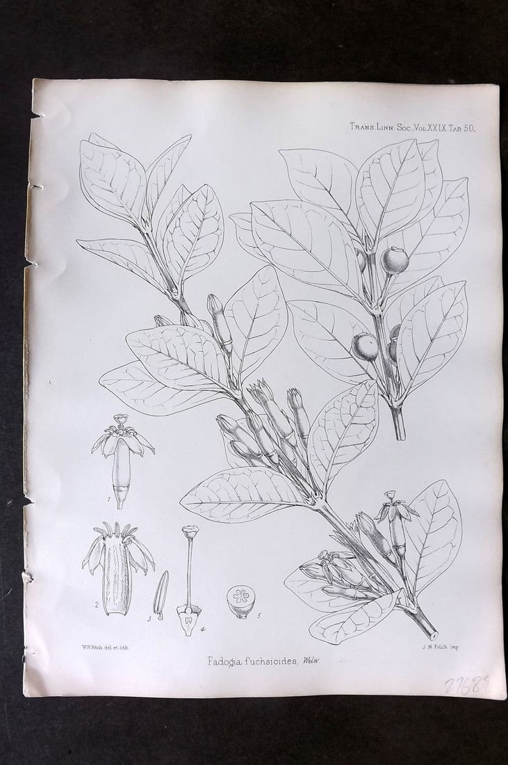 Fitch, Walter 1870's Antique Botanical Print. Fadogia Fuchsioides 29-50: Antique Lithograph Published 1791-1955, London for "The Transactions of The Linnean Society of London" by Various Contributors. Illustrated by Walter Hood Fitch. Paper Size: 12 x 9 inch (30 x 23cm) Go