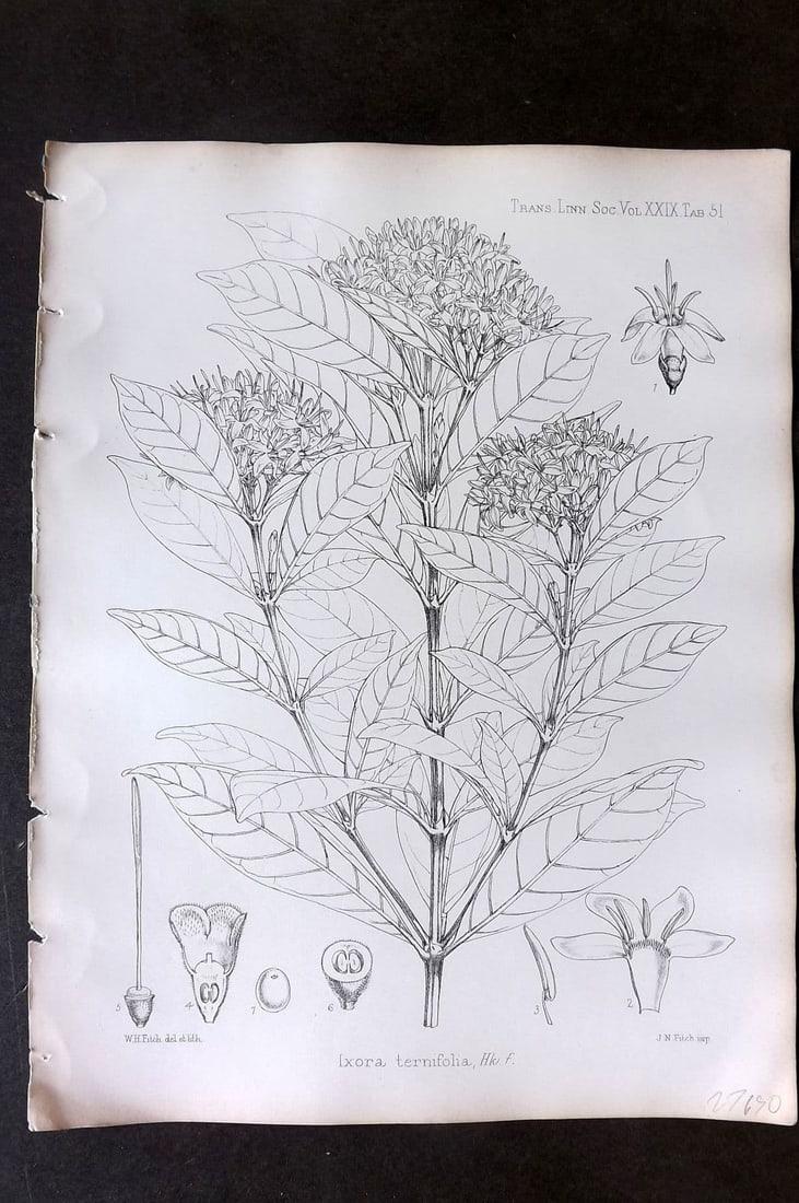Fitch, Walter 1870's Antique Botanical Print. Ixora Ternifolio 29-51: Antique Lithograph Published 1791-1955, London for "The Transactions of The Linnean Society of London" by Various Contributors. Illustrated by Walter Hood Fitch. Paper Size: 12 x 9 inch (30 x 23cm) Go