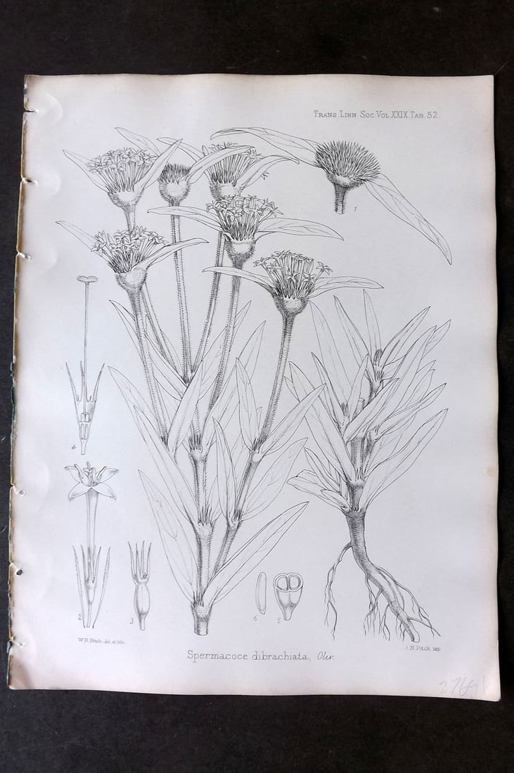 Fitch, Walter 1870's Antique Botanical Print. Spermacoce Dibrachiata 29-52: Antique Lithograph Published 1791-1955, London for "The Transactions of The Linnean Society of London" by Various Contributors. Illustrated by Walter Hood Fitch. Paper Size: 12 x 9 inch (30 x 23cm) Go