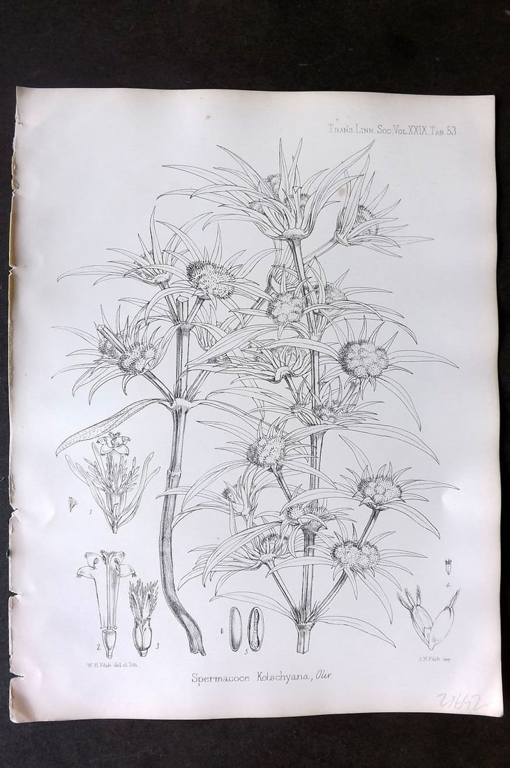 Fitch, Walter 1870's Antique Botanical Print. Spermacoce Kotschyana 29-53: Antique Lithograph Published 1791-1955, London for "The Transactions of The Linnean Society of London" by Various Contributors. Illustrated by Walter Hood Fitch. Paper Size: 12 x 9 inch (30 x 23cm) Go
