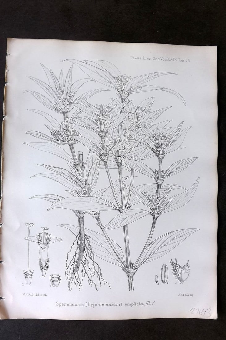 Fitch, Walter 1870's Antique Botanical Print. Spermacoce (Hypodematium) Ampliata 29-54: Antique Lithograph Published 1791-1955, London for "The Transactions of The Linnean Society of London" by Various Contributors. Illustrated by Walter Hood Fitch. Paper Size: 12 x 9 inch (30 x 23cm) Go