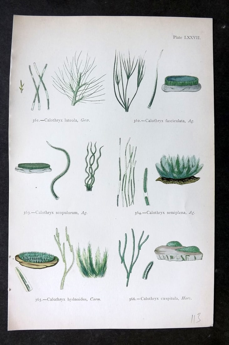 Gatty, Mrs Alfred 1872 Antique Seaweed Print. Calothryx 77: Woodblock Published 1872, London for "British Sea-Weeds. Drawn From Professor Harvey's 'Phycologia Britannica'" by Mrs Alfred Gatty. Printed in colours, some plates with additional hand colour. Paper 