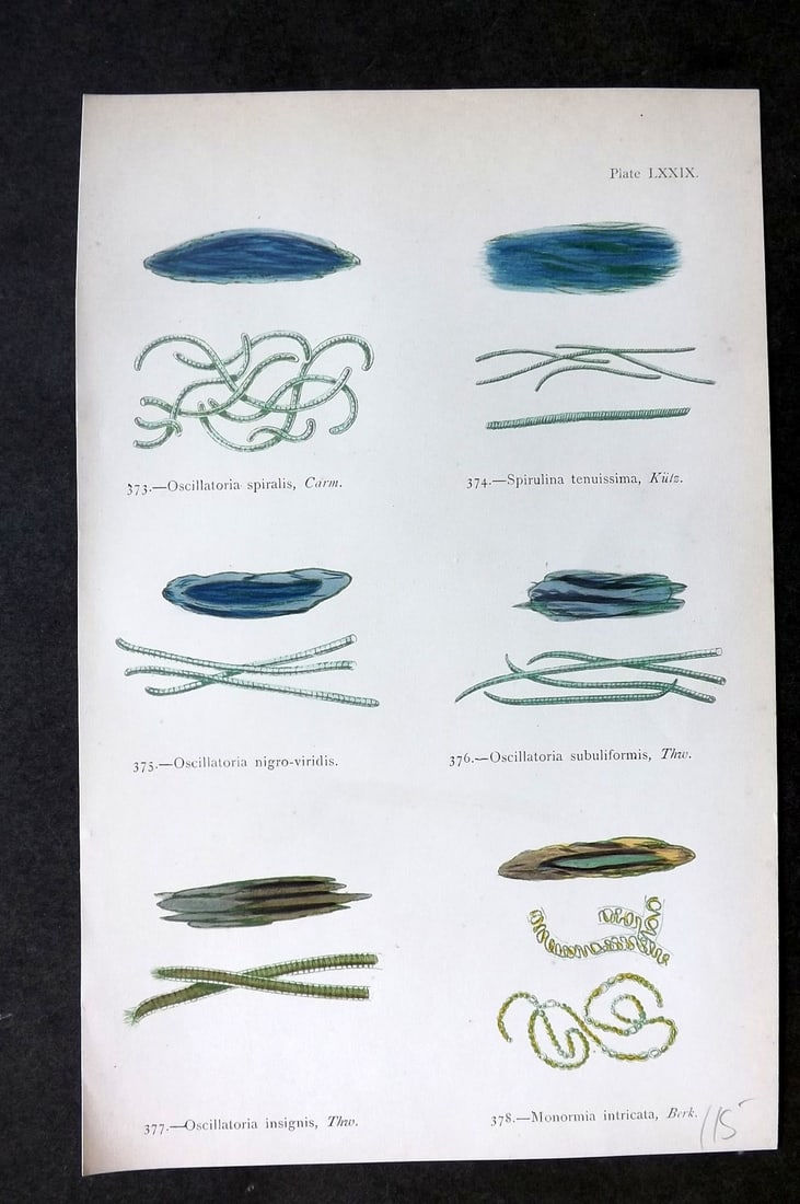 Gatty, Mrs Alfred 1872 Antique Seaweed Print. Oscillatoria, Spirulina, Monormia 79: Woodblock Published 1872, London for "British Sea-Weeds. Drawn From Professor Harvey's 'Phycologia Britannica'" by Mrs Alfred Gatty. Printed in colours, some plates with additional hand colour. Paper 