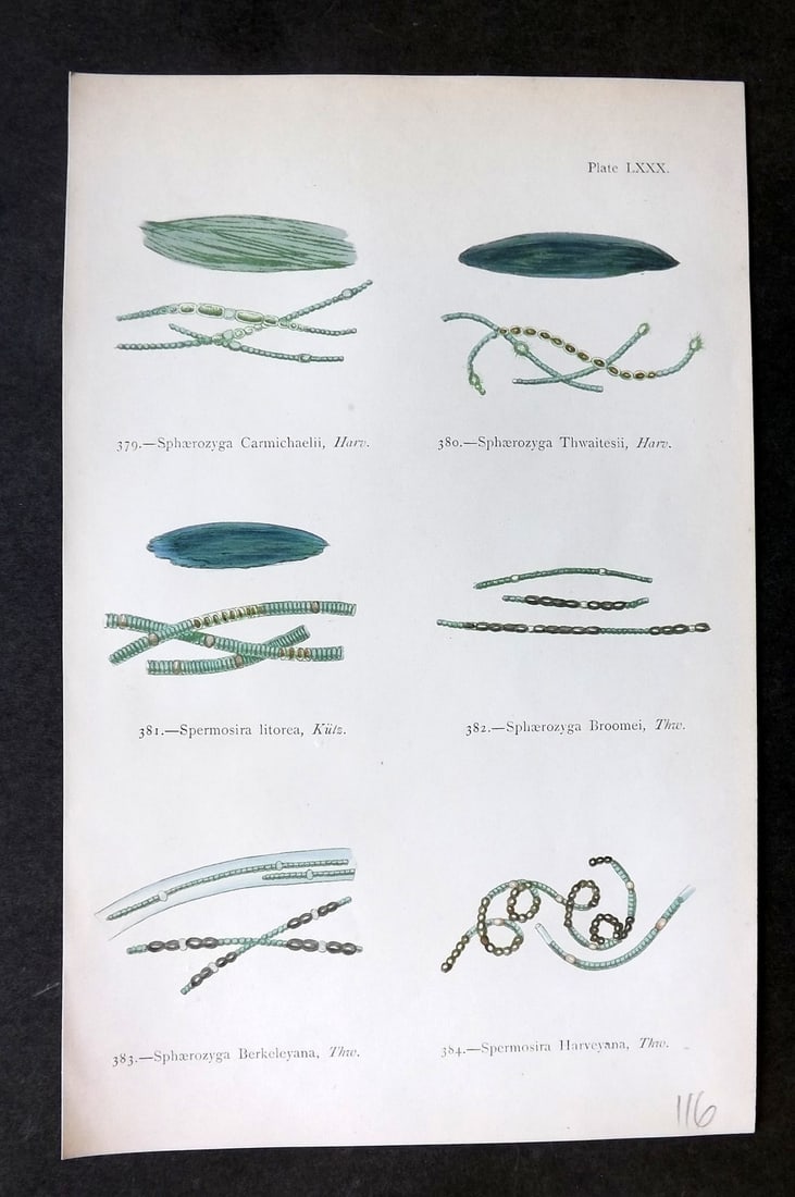 Gatty, Mrs Alfred 1872 Antique Seaweed Print. Sphaerozyga, Spermosira 80: Woodblock Published 1872, London for "British Sea-Weeds. Drawn From Professor Harvey's 'Phycologia Britannica'" by Mrs Alfred Gatty. Printed in colours, some plates with additional hand colour. Paper 
