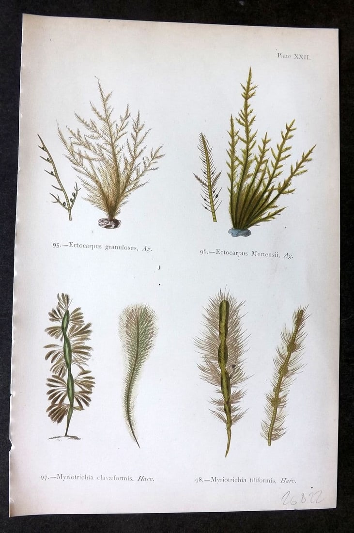 Gatty, Mrs Alfred 1872 Seaweed Print. Ectocarpus, Myriotrichia 22: Antique Woodblock Published 1872, London for "British Sea-Weeds. Drawn From Professor Harvey's 'Phycologia Britannica'" by Mrs Alfred Gatty. Printed in colours, some plates with additional hand colour