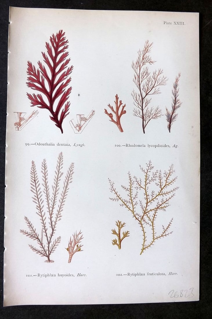 Gatty, Mrs Alfred 1872 Seaweed Print. Odonthalia, Rhodomela, Rytilphlaea 23: Antique Woodblock Published 1872, London for "British Sea-Weeds. Drawn From Professor Harvey's 'Phycologia Britannica'" by Mrs Alfred Gatty. Printed in colours, some plates with additional hand colour