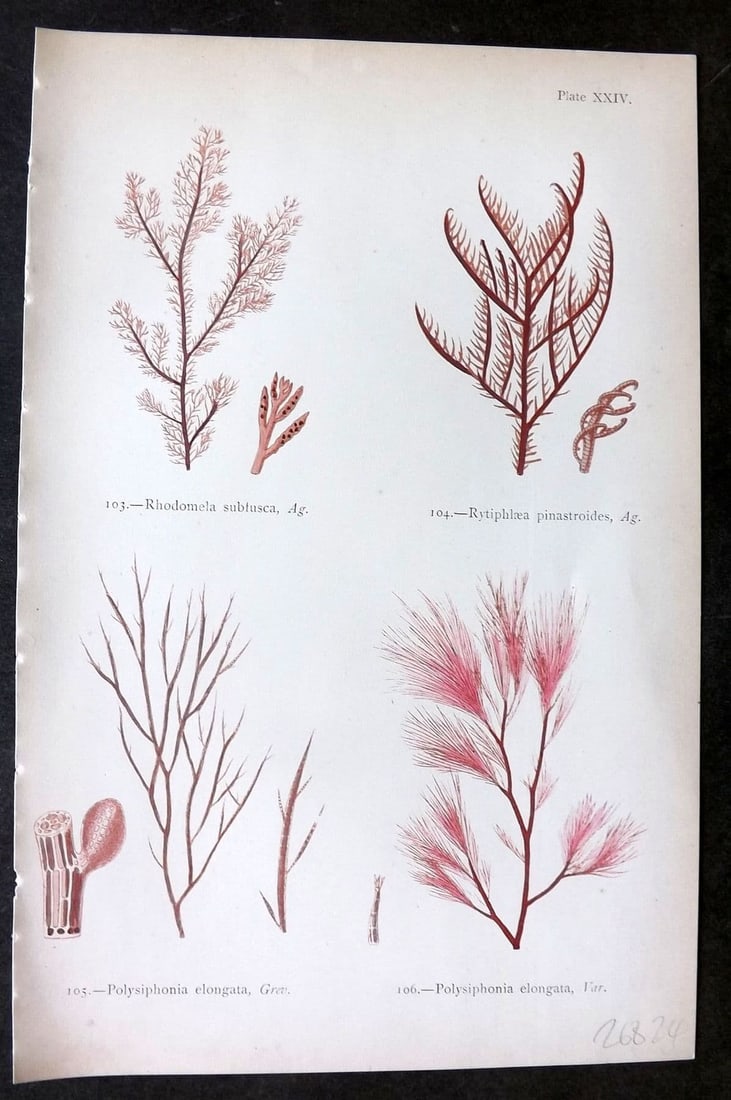 Gatty, Mrs Alfred 1872 Seaweed Print. Rhodomela, Rytilphlaea, Polysiphonia 24 (1 of 1)