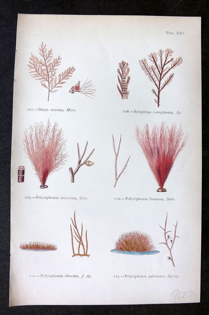 Gatty, Mrs Alfred 1872 Seaweed Print. Dasya, Rytiphlaea, Polysiphonia 25: Antique Woodblock Published 1872, London for "British Sea-Weeds. Drawn From Professor Harvey's 'Phycologia Britannica'" by Mrs Alfred Gatty. Printed in colours, some plates with additional hand colour
