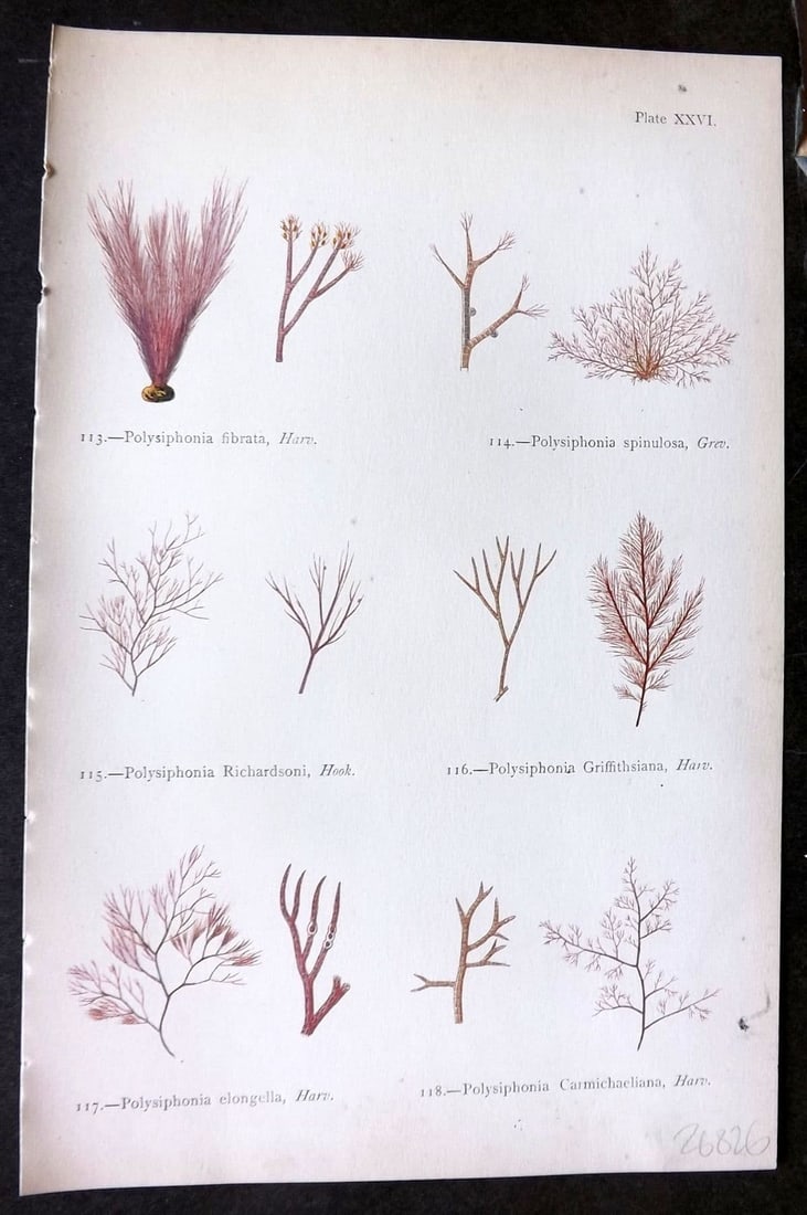 Gatty, Mrs Alfred 1872 Seaweed Print. Polysiphonia 26: Antique Woodblock Published 1872, London for "British Sea-Weeds. Drawn From Professor Harvey's 'Phycologia Britannica'" by Mrs Alfred Gatty. Printed in colours, some plates with additional hand colour