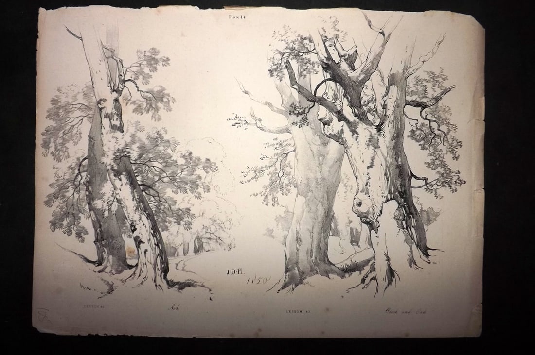 Harding, J. D. 1850 Folio Antique Tree Print 14: Folio Lithographs Published 1850, London for "Lessons on Trees" by J. D. Harding. Paper Size: 14.5 x 10.5 inch (37 x 27cm) Some tone spotting and tiny edge chipping, otherwise fine
