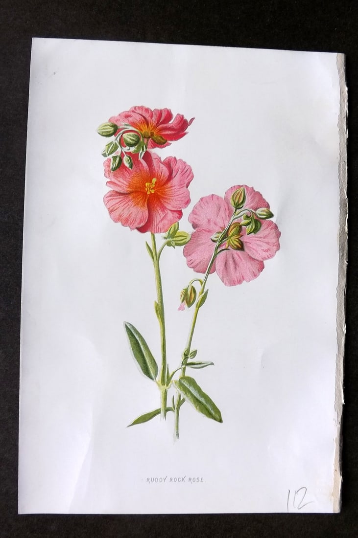 Hulme, Edward C1880 First Edition Botanical Print. Ruddy Rock Rose: Chromolithographs Published C1880, London for "Familiar Garden Flowers" First Edition by F. Edward Hulme & Shirley Hibberd. Paper Size: 7.5 x 5 inch (19 x 13cm) Good Condition