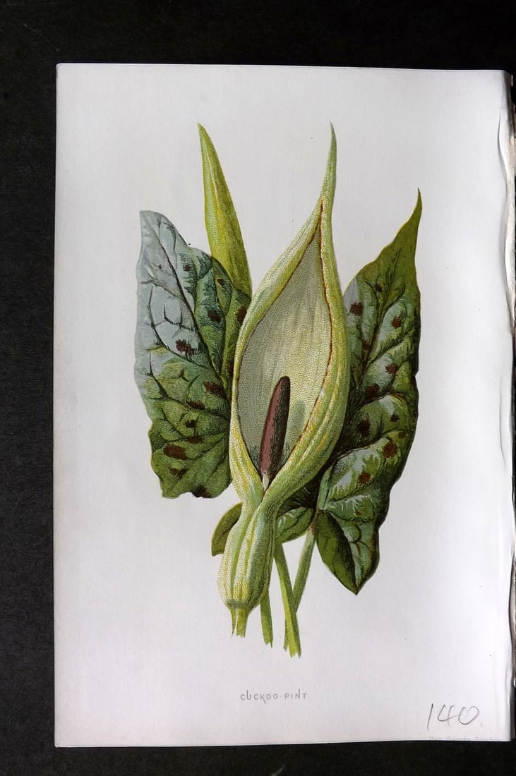 Hulme, Edward 1884 First Edition Botanical Print. Cuckoo Pint: Chromolithograph Published 1878-84, London for "Familiar Wild Flowers" First Edition by F. Edward Hulme & Shirley Hibberd. Paper Size: 7.5 x 5 inch (19 x 13cm) Good Condition
