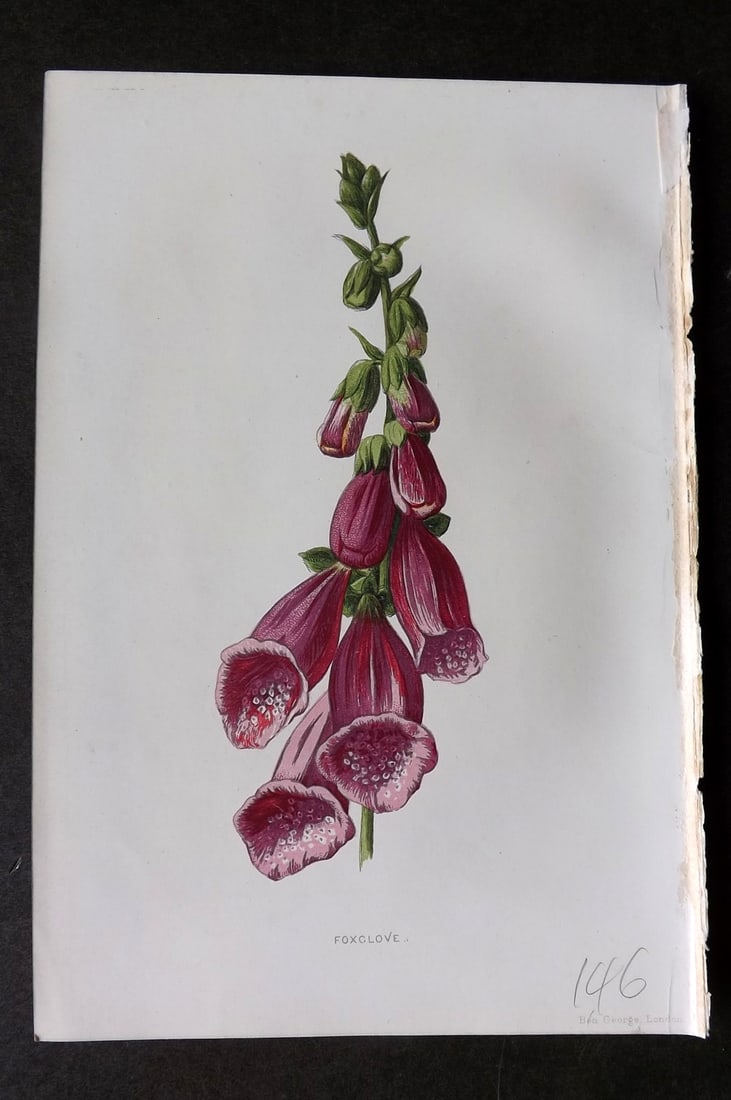 Hulme, Edward 1884 First Edition Botanical Print. Foxglove: Chromolithograph Published 1878-84, London for "Familiar Wild Flowers" First Edition by F. Edward Hulme & Shirley Hibberd. Paper Size: 7.5 x 5 inch (19 x 13cm) Good Condition