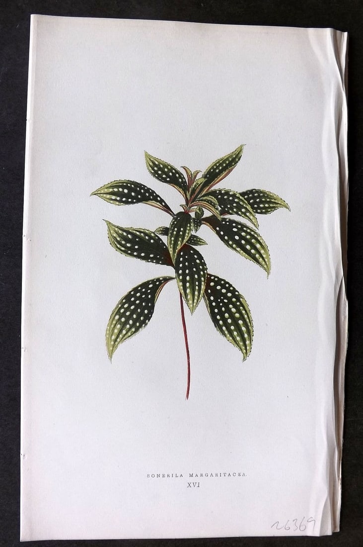 Lowe Beautiful Leaved Plants 1866 Botanical Print. Sonerila Margaritacea 16: Antique Woodblock Published 1866, London for "Beautiful Leaved Plants, Being a Description of the Most Beautiful Leaved Plants in Cultivation in this Country" by Edward Joseph Lowe. Most plates printe