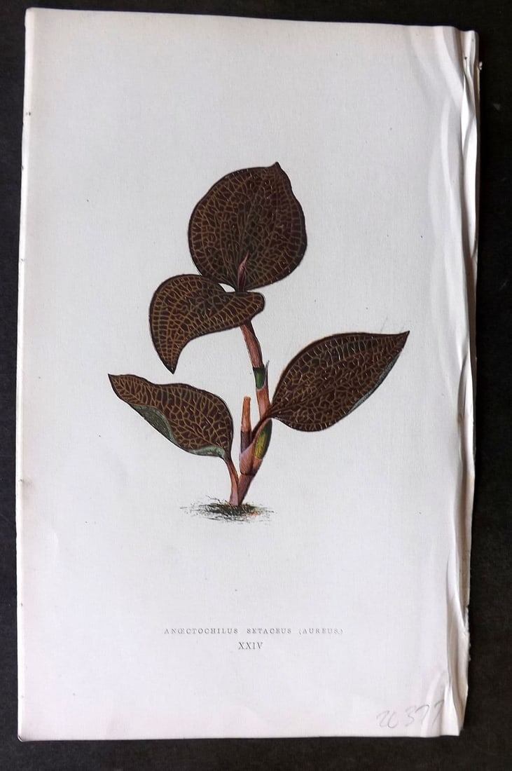 Lowe Beautiful Leaved Plants 1866 Botanical Print. Anoectochilus Setaceus 24: Antique Woodblock Published 1866, London for "Beautiful Leaved Plants, Being a Description of the Most Beautiful Leaved Plants in Cultivation in this Country" by Edward Joseph Lowe. Most plates printe