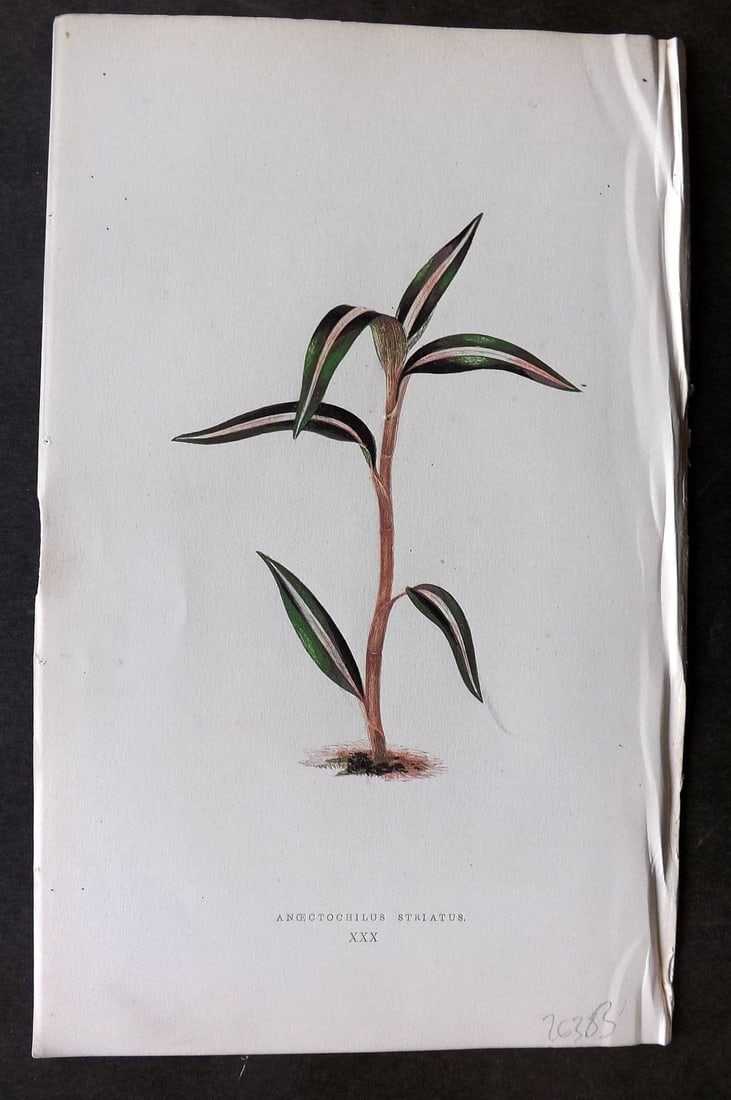Lowe Beautiful Leaved Plants 1866 Botanical Print. Anoectochilus Striatus 30 (1 of 1)