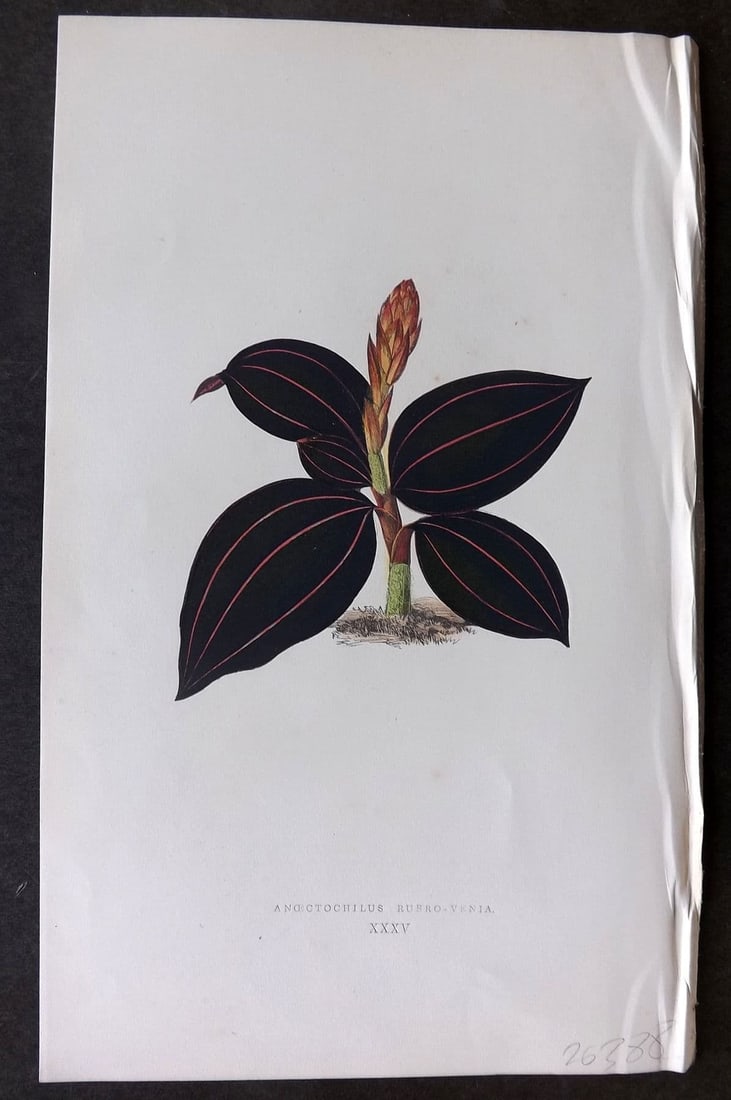 Lowe Beautiful Leaved Plants 1866 Botanical Print. Anoectochilus Rubro-Venia 35 (1 of 1)