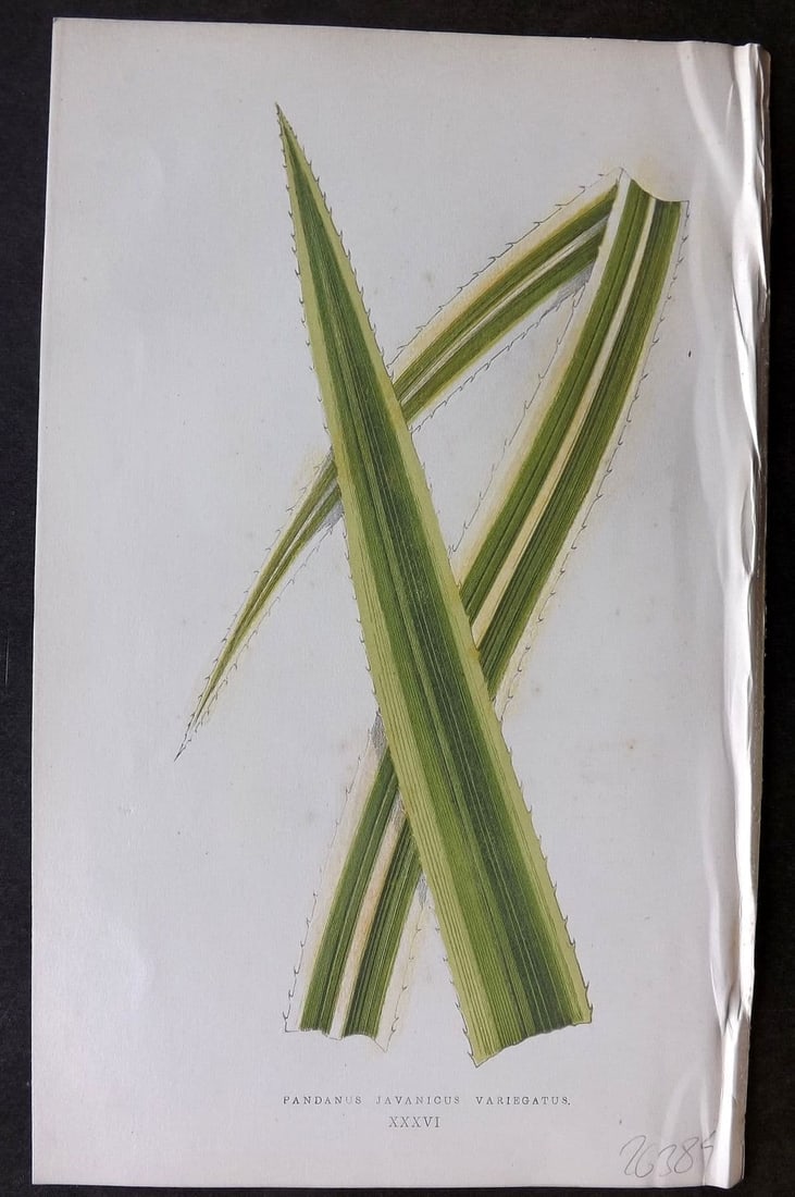 Lowe Beautiful Leaved Plants 1866 Botanical Print. Pandanus Javanicus 36: Antique Woodblock Published 1866, London for "Beautiful Leaved Plants, Being a Description of the Most Beautiful Leaved Plants in Cultivation in this Country" by Edward Joseph Lowe. Most s printed in 