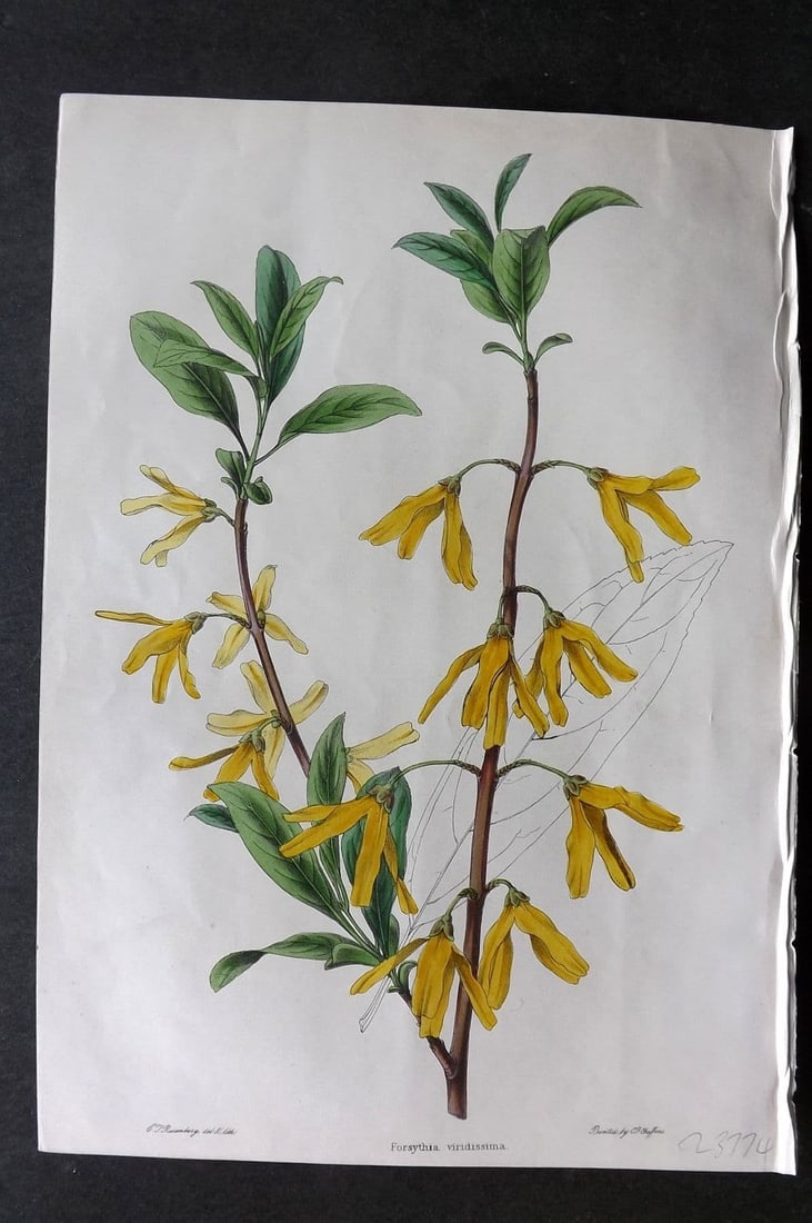 Moore & Ayres 1850 Hand Col Botanical Print. Deep-green Forsythia: Antique Lithograph Published 1850, London for "The Gardeners' Magazine of Botany" by Thomas Moore and William P. Ayres. Uncommon. Fine Hand Colour as issued. Paper Size: 10 x 7 inch (26 x 18cm) Good C