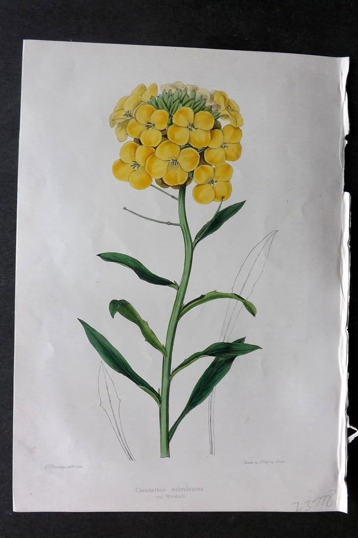 Moore & Ayres 1850 Hand Col Botanical Print. Marshall's Wall-flower: Antique Lithograph Published 1850, London for "The Gardeners' Magazine of Botany" by Thomas Moore and William P. Ayres. Uncommon. Fine Hand Colour as issued. Paper Size: 10 x 7 inch (26 x 18cm) Good C