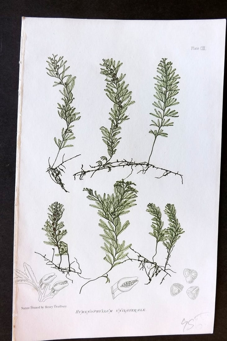 Moore & Bradbury 1860 Nature Printed Fern. Hymenophyllum Unilaterale 109: Nature Printed Electrotype Published 1859-60 by Bradbury & Evans, London for "The Octavo Nature-Printed British Ferns" by Thomas Moore. Printed by Henry Bradbury. Paper Size: 9.5 x 6 inch (24 x 16cm) 