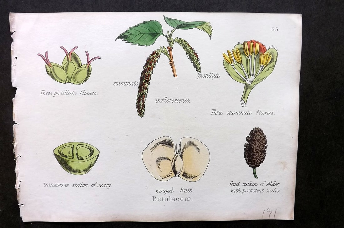 Oliver & Fitch 1874 Hand Col Botanical Print. Betulaceae 85 (1 of 1)