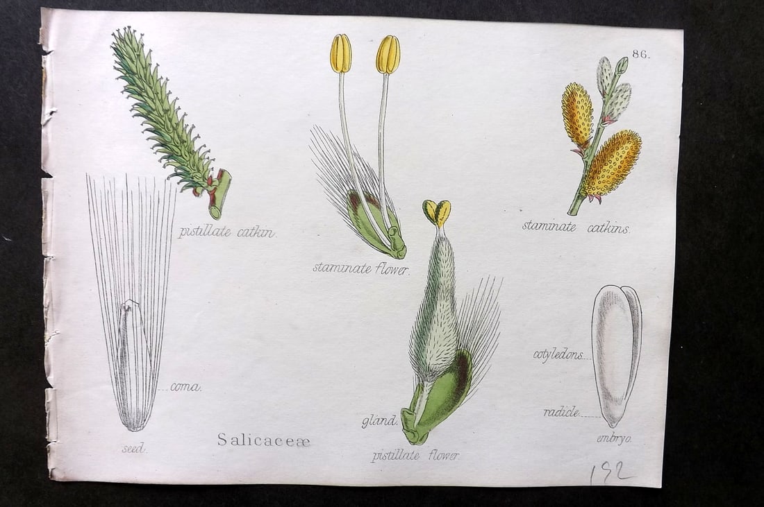 Oliver & Fitch 1874 Hand Col Botanical Print. Salicaceae 86: Hand Colored Lithograph Published 1874, London for "Illustrations of the Principal Natural Orders of The Vegetable Kingdom" First and best Edition by Professor Oliver. Illustrated by Walter Hood Fitch