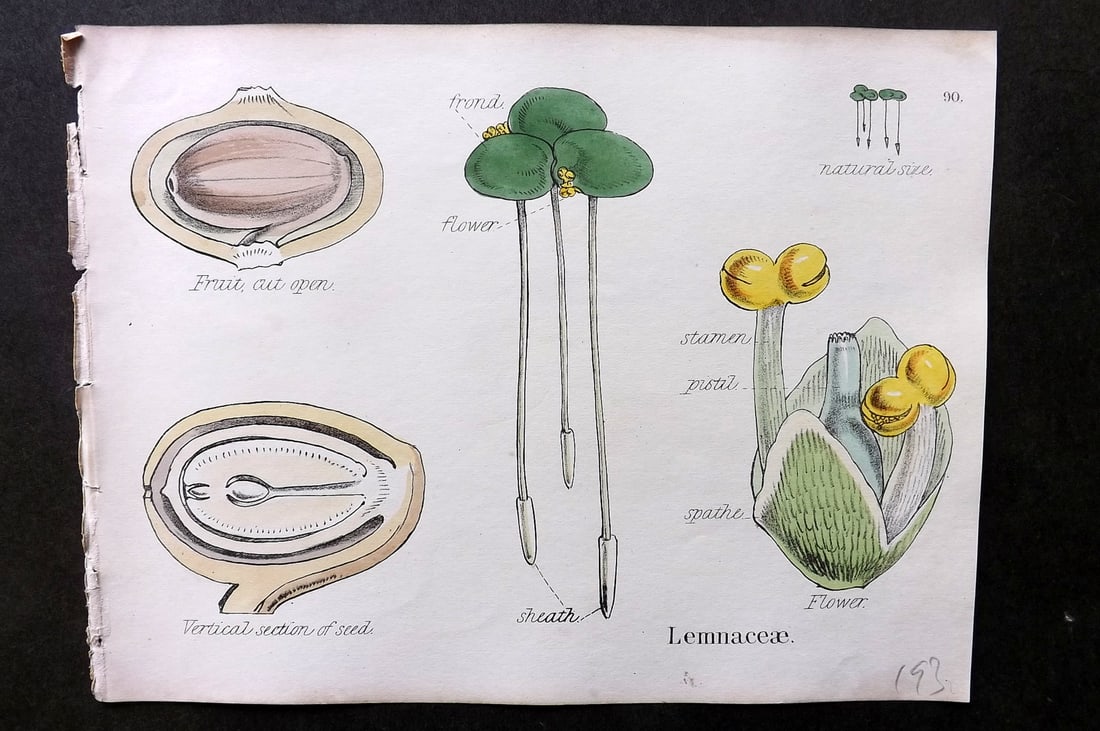 Oliver & Fitch 1874 Hand Col Botanical Print. Lemnaceae 90: Hand Colored Lithograph Published 1874, London for "Illustrations of the Principal Natural Orders of The Vegetable Kingdom" First and best Edition by Professor Oliver. Illustrated by Walter Hood Fitch