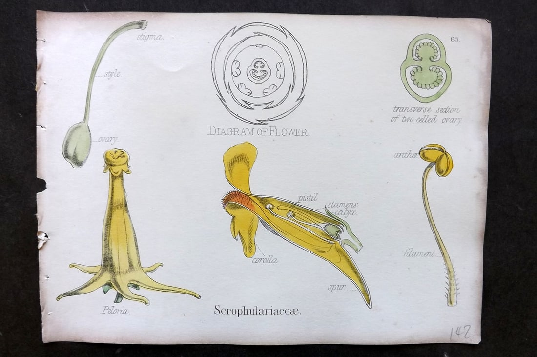 Oliver & Fitch 1874 Hand Col Botanical Print Scrophulariaceae 63: Hand Colored Lithograph Published 1874, London for "Illustrations of the Principal Natural Orders of The Vegetable Kingdom" First and best Edition by Professor Oliver. Illustrated by Walter Hood Fitch