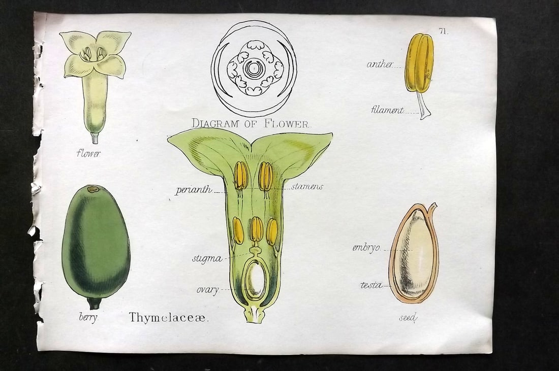 Oliver & Fitch 1874 Hand Col Botanical Print Thymclaceae 71: Hand Colored Lithograph Published 1874, London for "Illustrations of the Principal Natural Orders of The Vegetable Kingdom" First and best Edition by Professor Oliver. Illustrated by Walter Hood Fitch