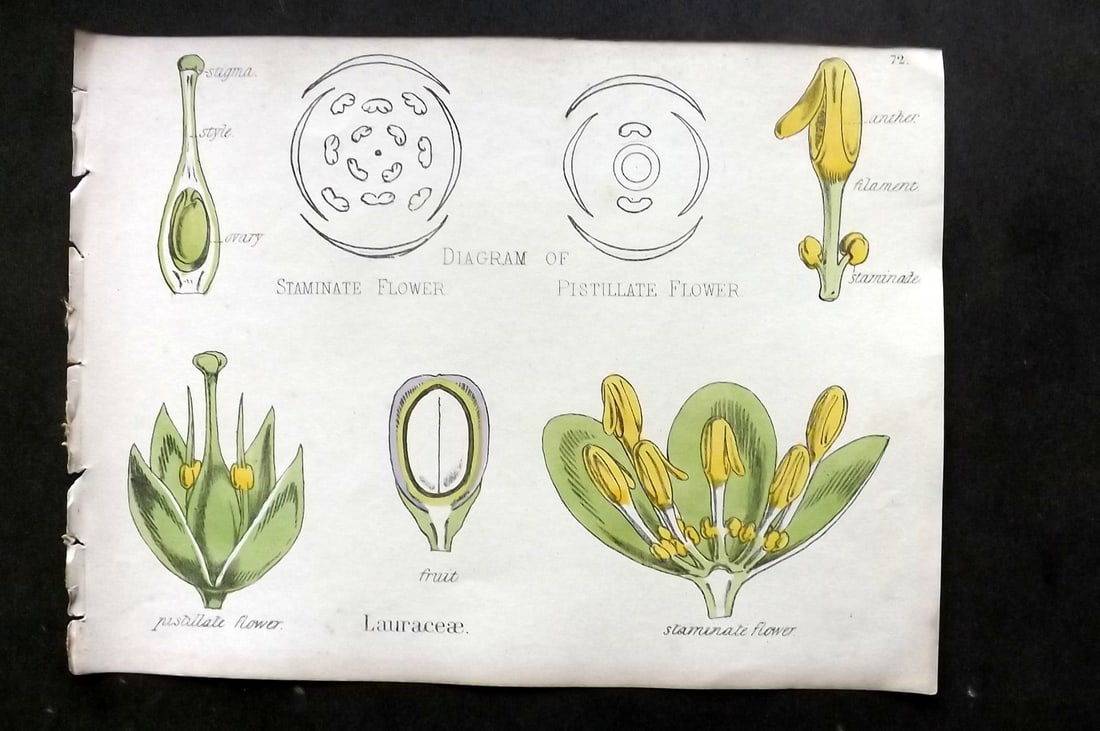 Oliver & Fitch 1874 Hand Col Botanical Print Lauraceae 72: Hand Colored Lithograph Published 1874, London for "Illustrations of the Principal Natural Orders of The Vegetable Kingdom" First and best Edition by Professor Oliver. Illustrated by Walter Hood Fitch
