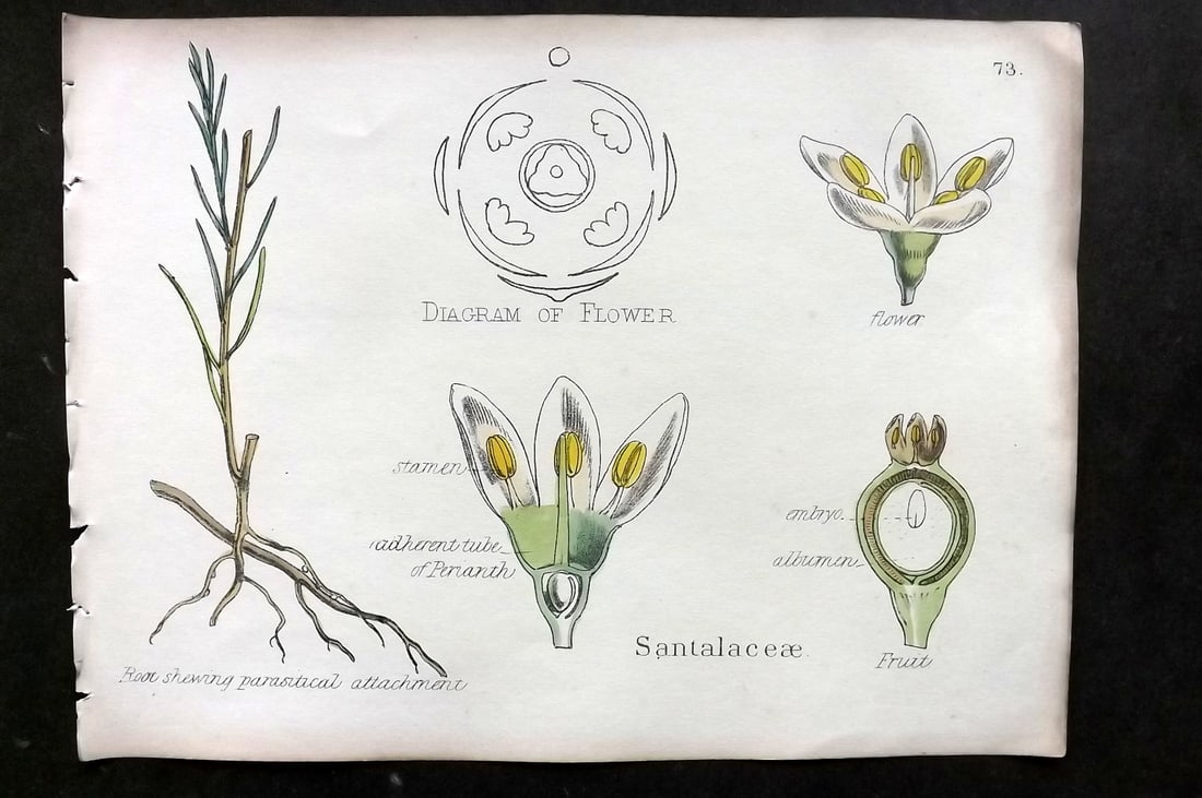Oliver & Fitch 1874 Hand Col Botanical Print Santalaceae 73 (1 of 1)