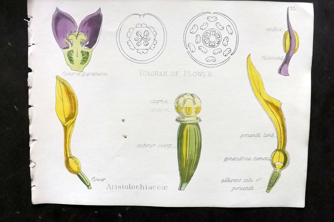 Oliver & Fitch 1874 Hand Col Botanical Print Aristolochiaceae 75: Hand Colored Lithograph Published 1874, London for "Illustrations of the Principal Natural Orders of The Vegetable Kingdom" First and best Edition by Professor Oliver. Illustrated by Walter Hood Fitch