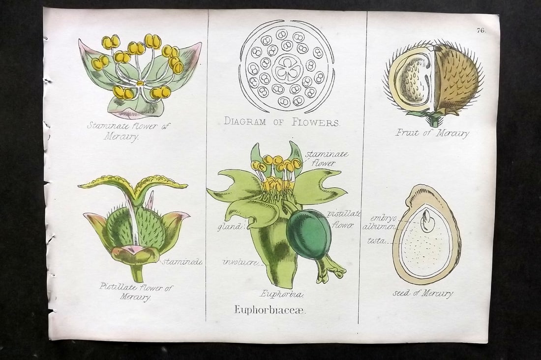 Oliver & Fitch 1874 Hand Col Botanical Print Europrbiaceae 76 (1 of 1)