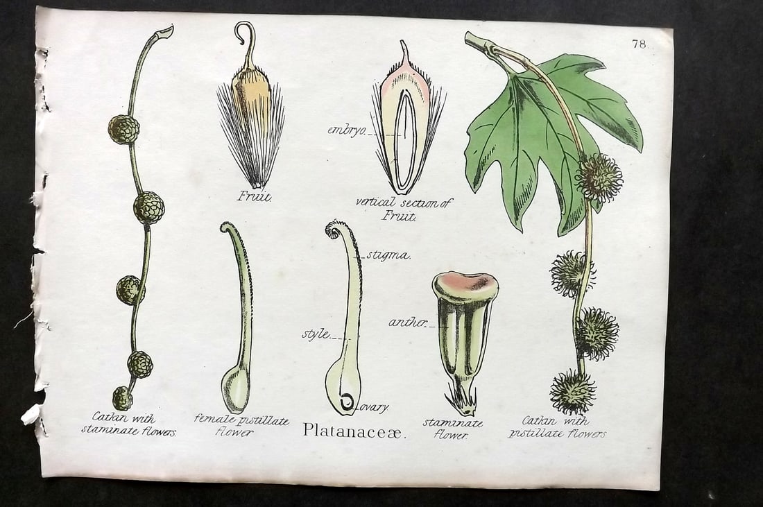 Oliver & Fitch 1874 Hand Col Botanical Print Platanaceae 78: Hand Colored Lithograph Published 1874, London for "Illustrations of the Principal Natural Orders of The Vegetable Kingdom" First and best Edition by Professor Oliver. Illustrated by Walter Hood Fitch
